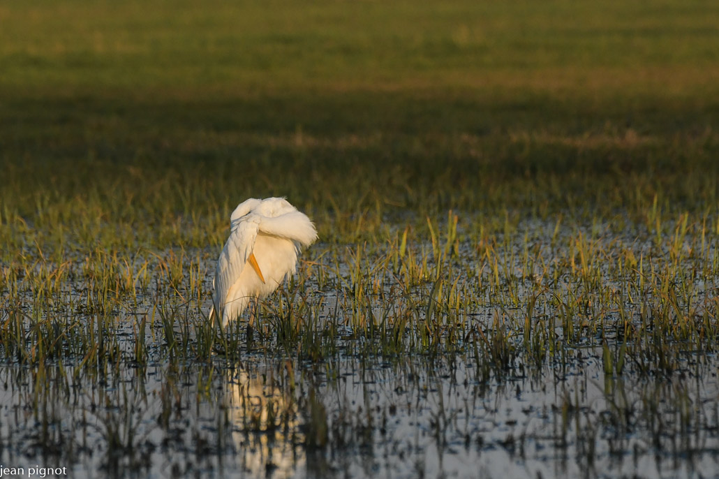 grande aigrette au marais de chenay fevrier.JPG