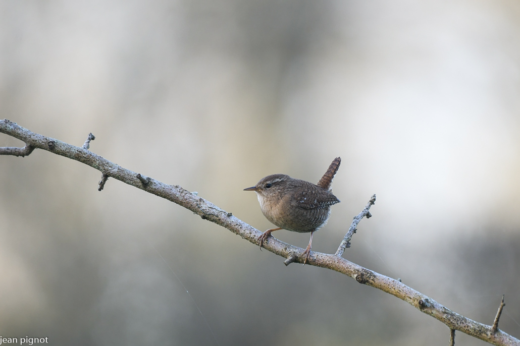 troglodyte dans mon jardin mars.JPG