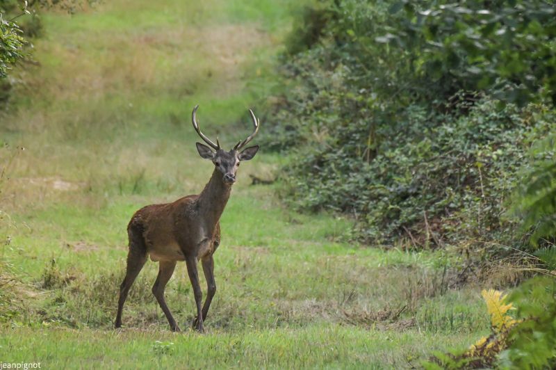 cerf de septembre.JPG