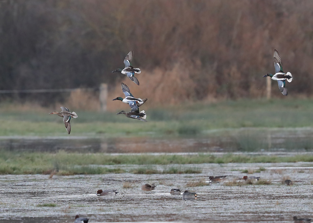 1 - janvier canards souchets.JPG