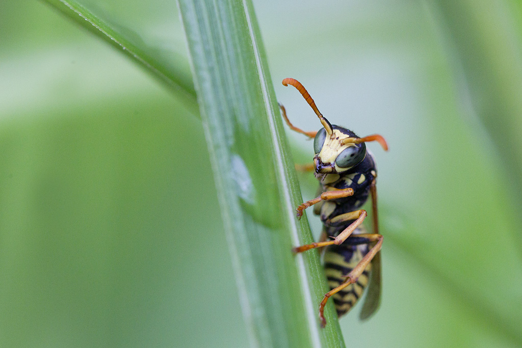 8 - aout Polistes bischoffi.jpg