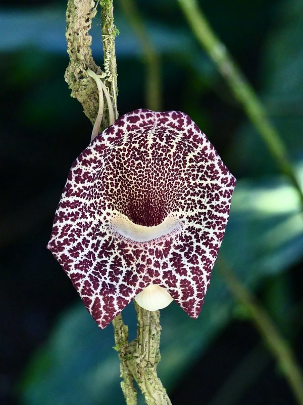 Aristoloche-001.JPG