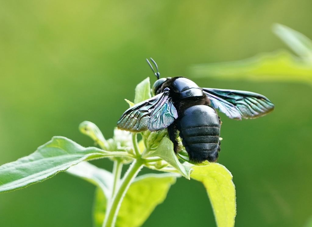 169-Abeille charpentière tropicale - Xylocopa latipes.JPG