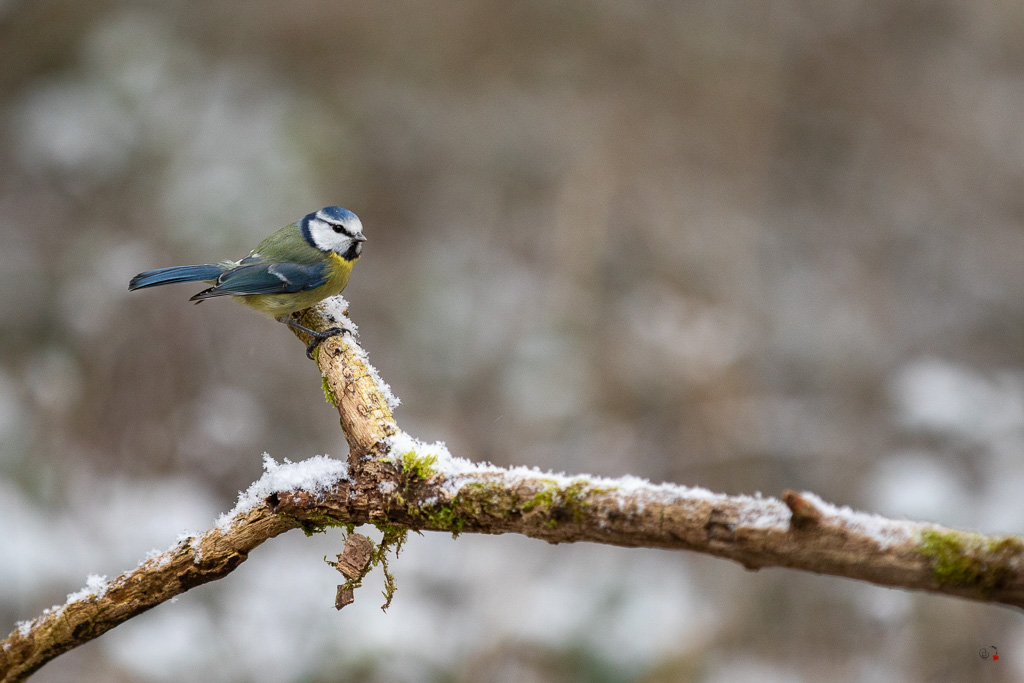 Mésange bleue (Parus caeruleus) European blue Tit-543.jpg