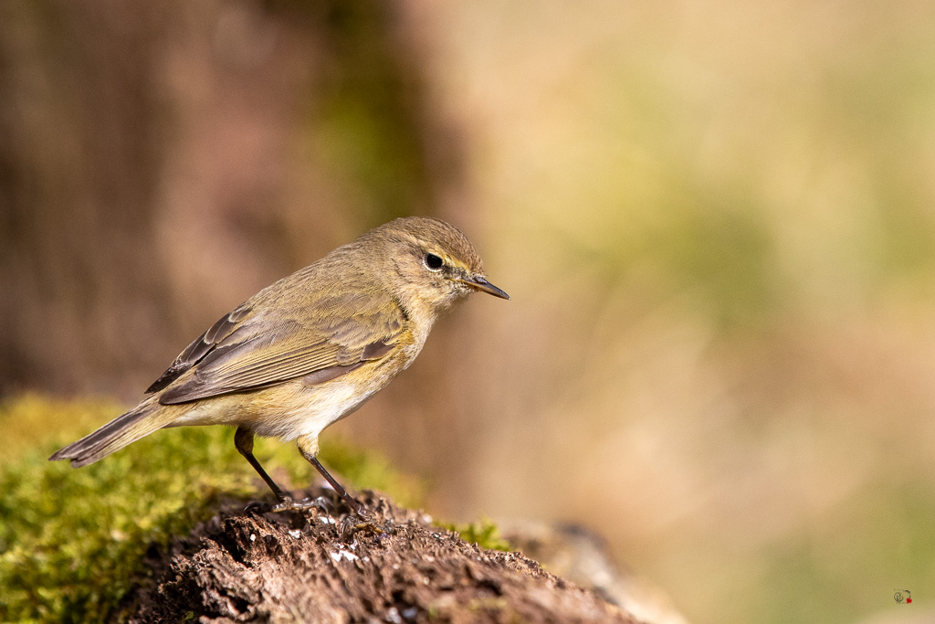 Pouillot Véloce (Phylloscopus collybita) Eurasian or Common chiffchaff-311.jpg