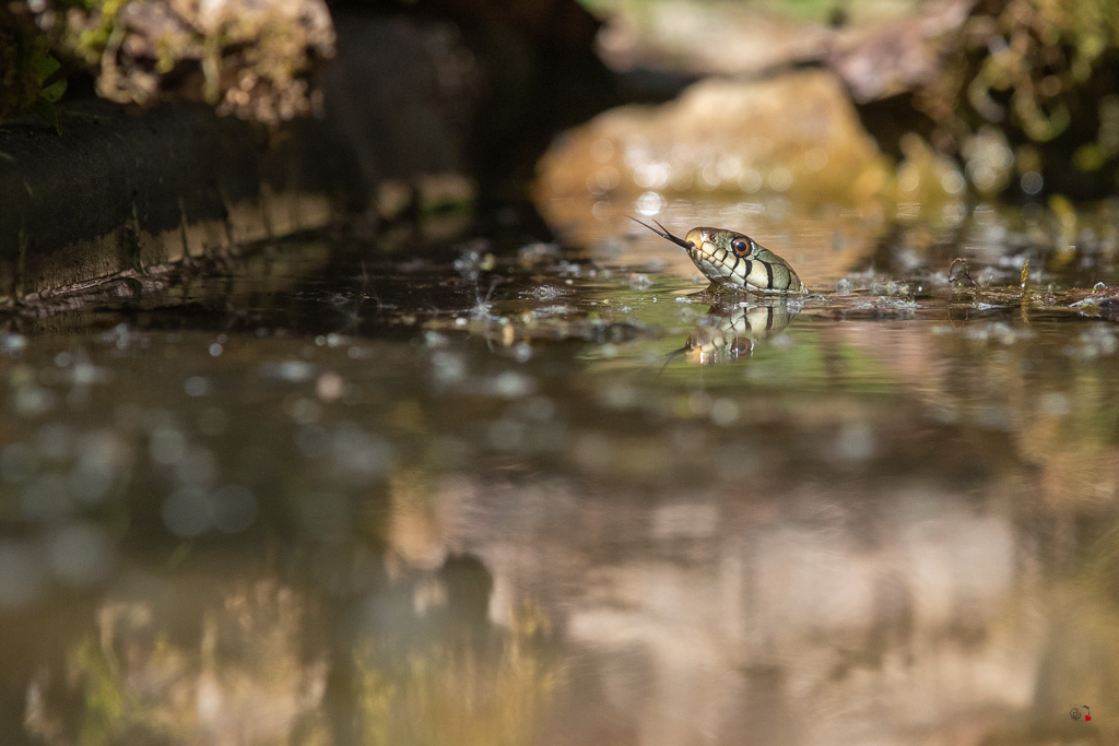 Couleuvre à collier (Natrix natrix)-7.jpg