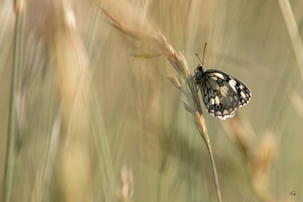 Demi-deuil (Melanargia galathea)-238.jpg