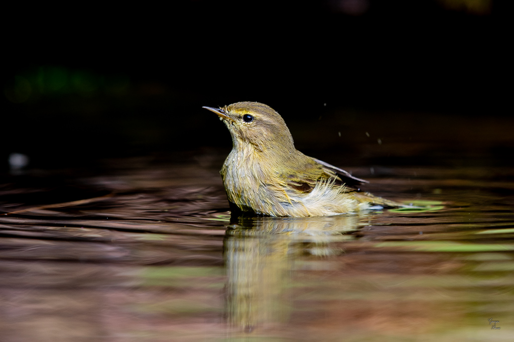 Pouillot Véloce (Phylloscopus collybita) Eurasian or Common chiffchaff-346.jpg