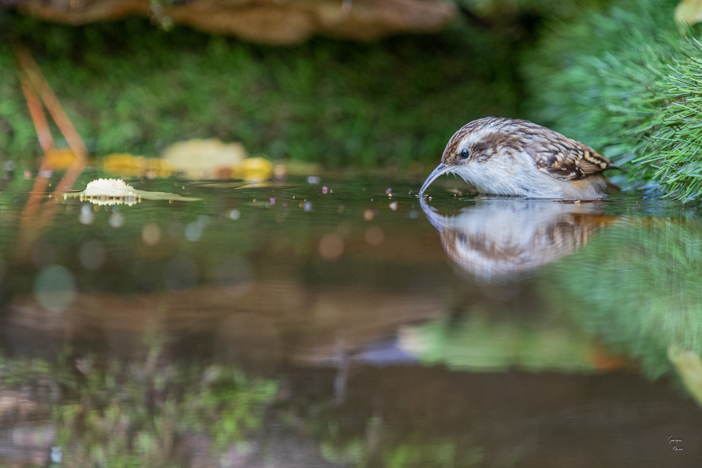 Grimpereau des jardins (Certhia brachydactyla) - Short-toed Treecreeper-7.CR2-8.jpg