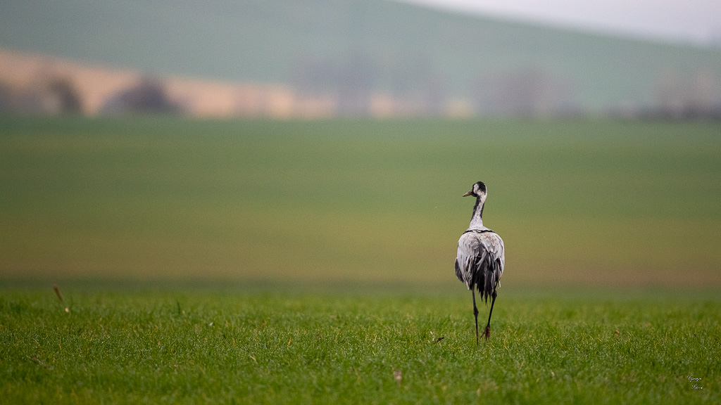 Grue Cendrée (Grus grus) Common Crane-544.jpg