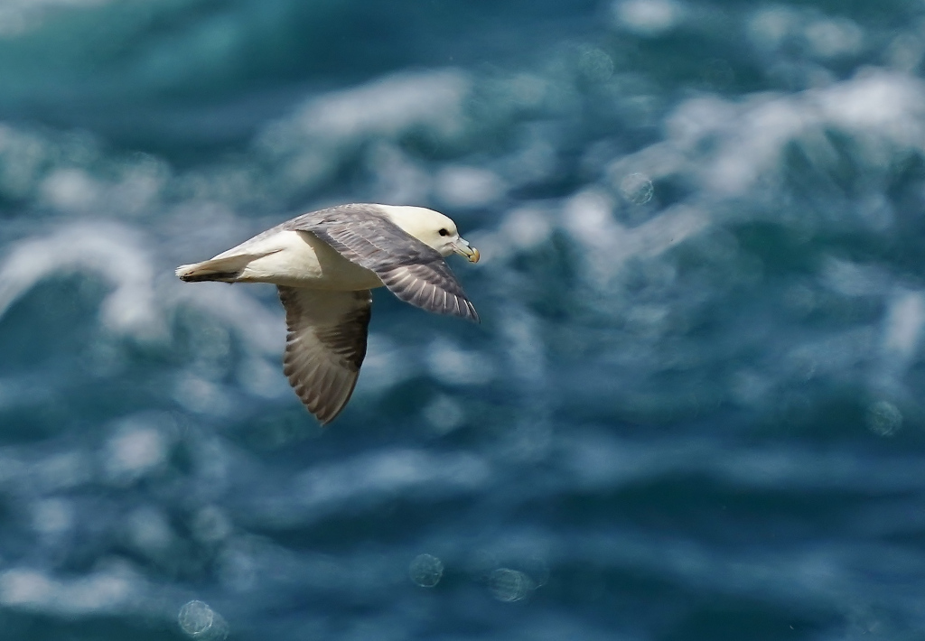 6.Fulmar boréal - cap sizun -juin 2022.JPG