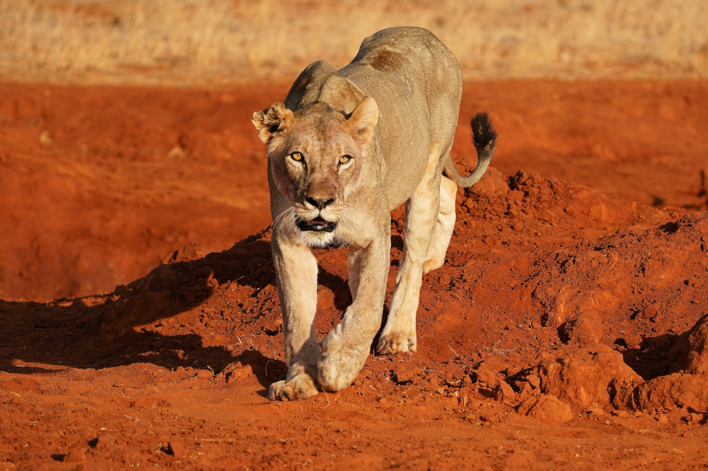 9.lionne tsavo- sept 22.JPG