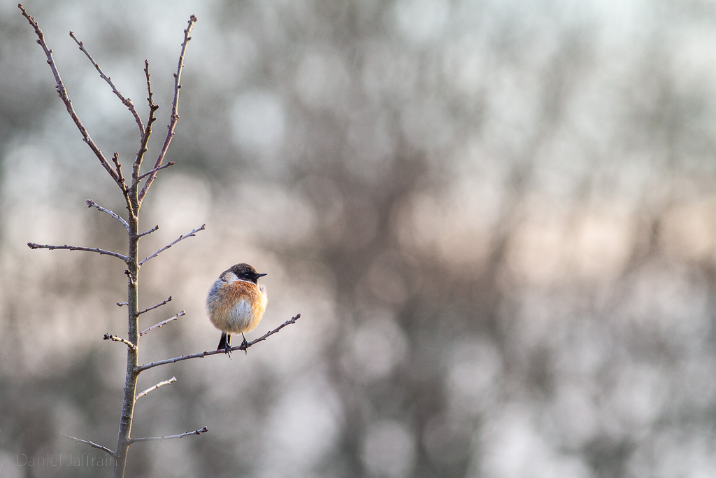 Image et Nature-1-14.jpg