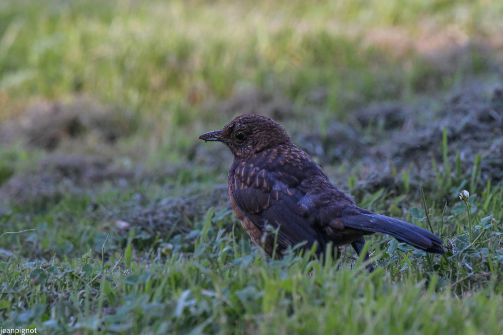 DSC_0313_711.JPG