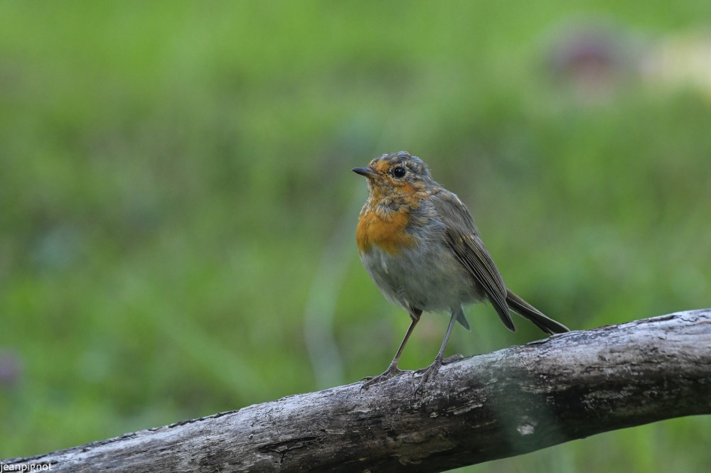 DSC_5047_739.JPG