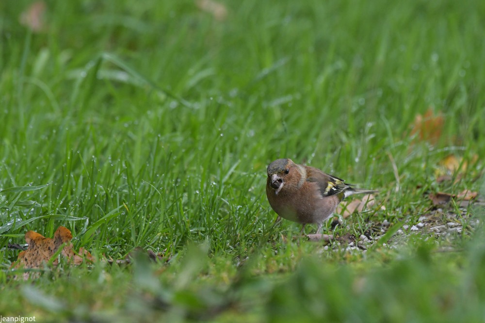 DSC_6455_744.JPG