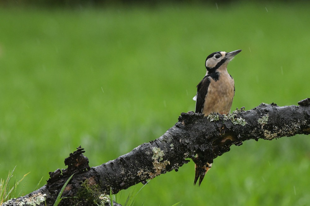 DSC_6736_734.JPG