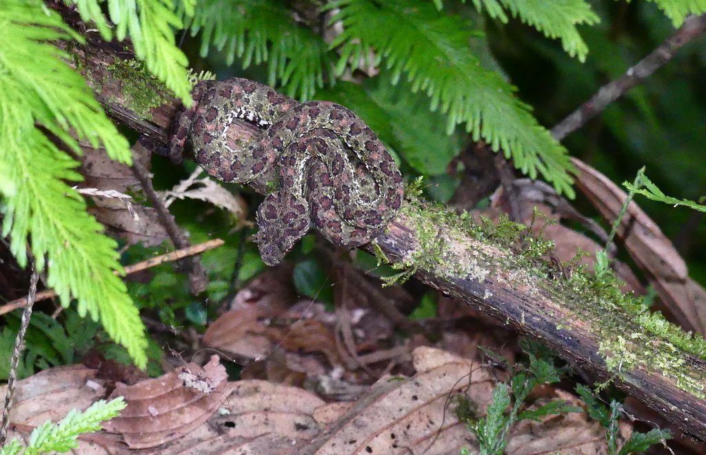 P1710045a.JPG