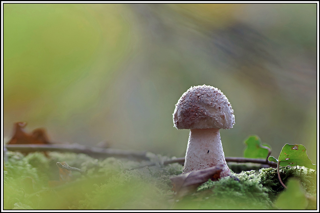champignon(566)Amanite_rougissante(Amanita_rubescens).jpg
