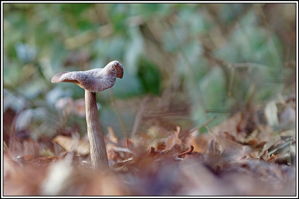 champignon(596)Clitocybe_en_coupe(Pseudoclitocybe_cyathiformis)(1).jpg