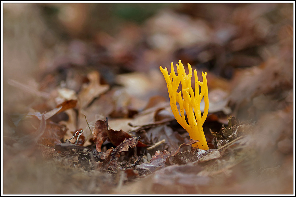 champignon(601)Calocère_visqueuse(Calocera_viscosa).jpg