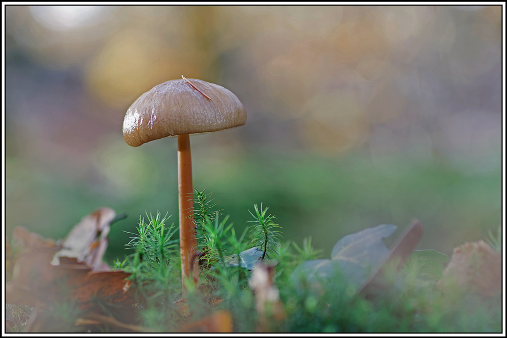 champignon(609)Collybie_radicante(Hymenopellis_radicata).jpg