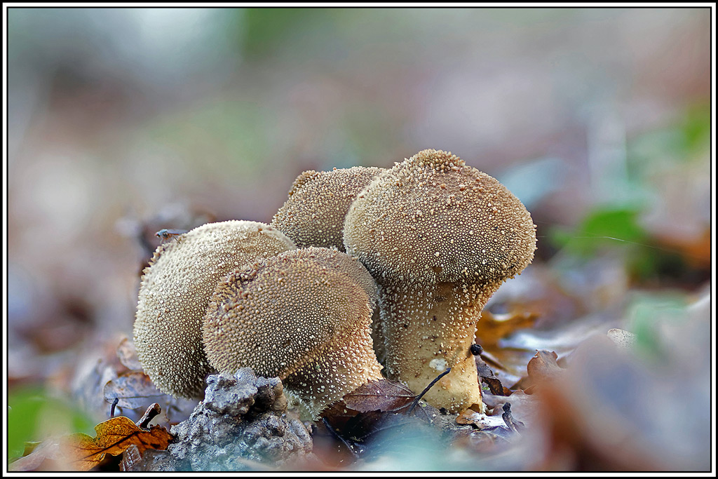 champignon(619_622)Vesse_de_loup_perlée(Lycoperdon_perlatum).jpg