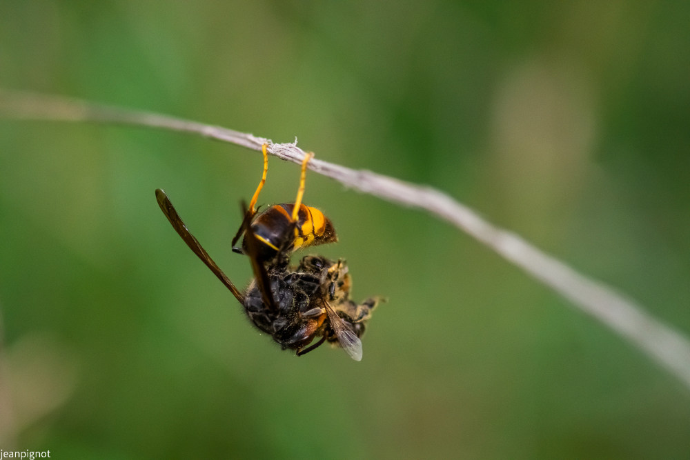 frelon aziatique et sa proie.JPG