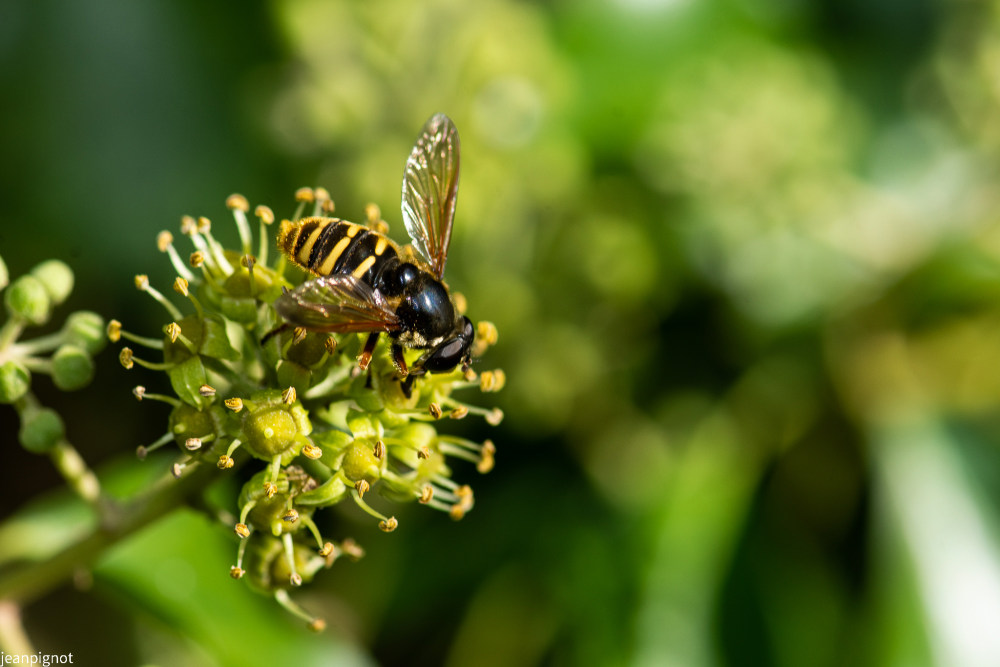 sericomyia silentis.JPG