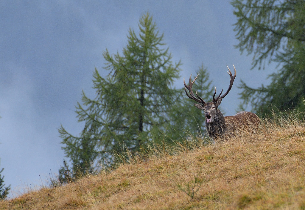 DSC_6328.jpg