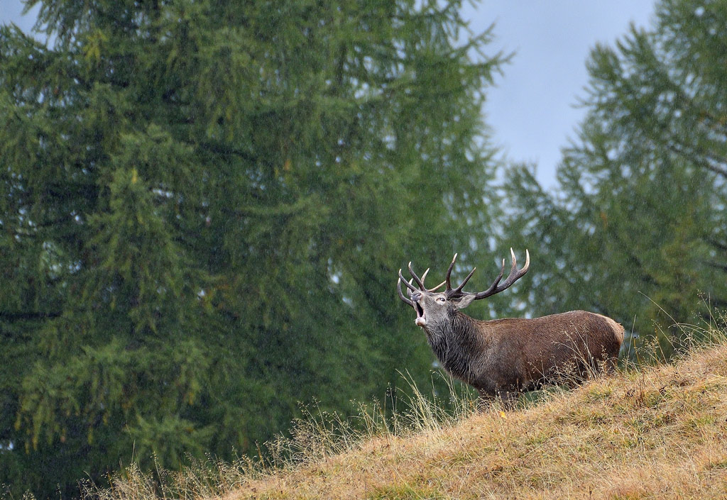 DSC_6332.jpg
