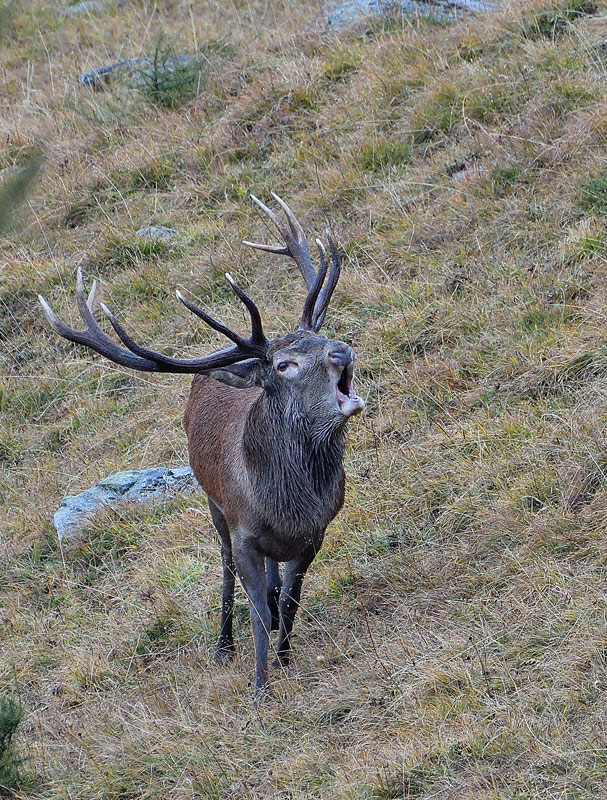 DSC_6367.jpg