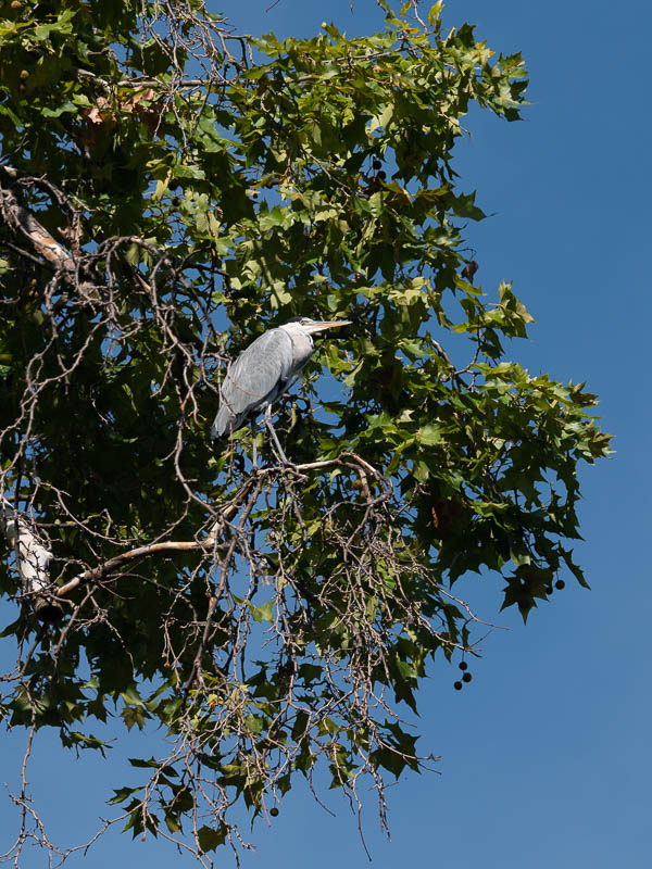 P1053502_HERON.jpg