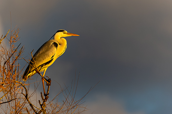 héron cendré perché dans son tamaris  en Camargue.jpg