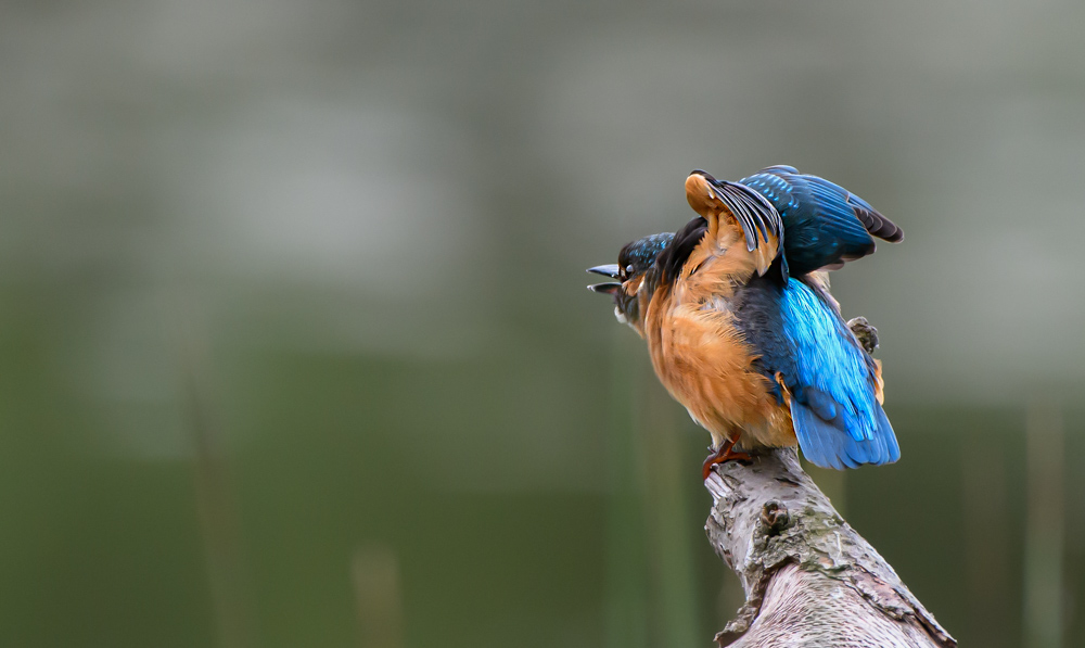 DSC_4492-Modifier.jpg