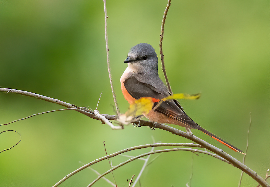 193-Minivet rose - Khao yai.jpg