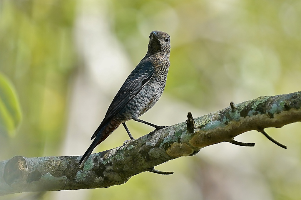 198-Monticole bleu fem - Khao y.JPG