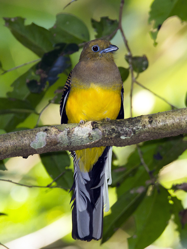 200-Trogon à poitrine jaune - Khao yai.jpg