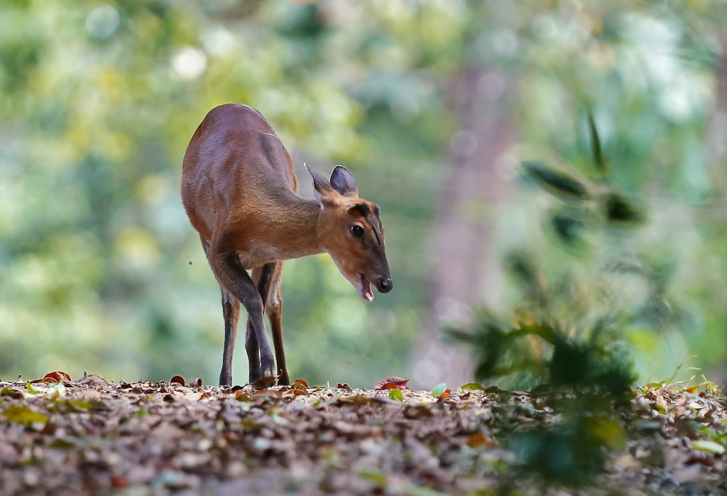 201-Biche - Khao yai.JPG