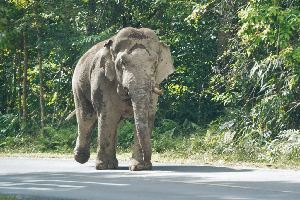 202-Elephant Kaoy.JPG