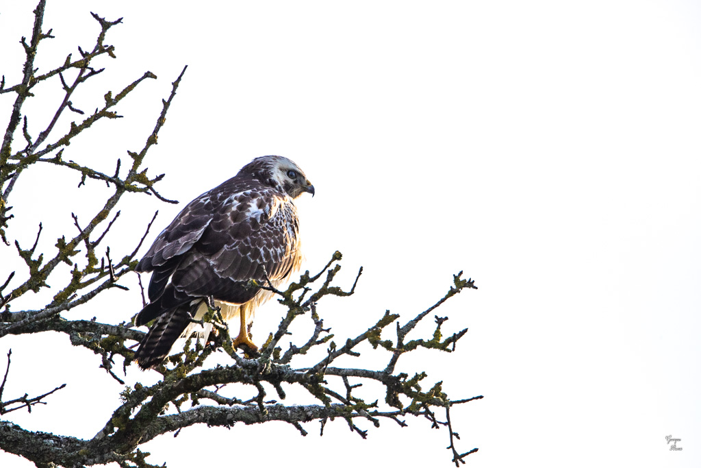 Buse variable (Buteo buteo) Common buzzard-356.jpg