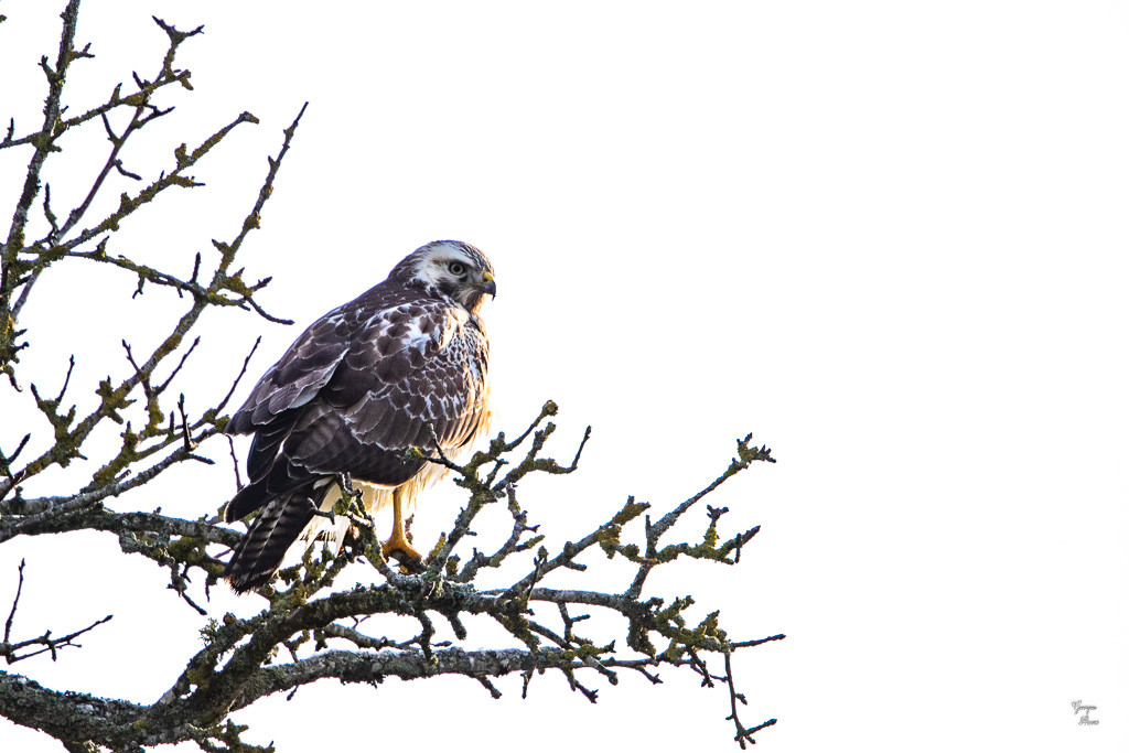 Buse variable (Buteo buteo) Common buzzard-357.jpg