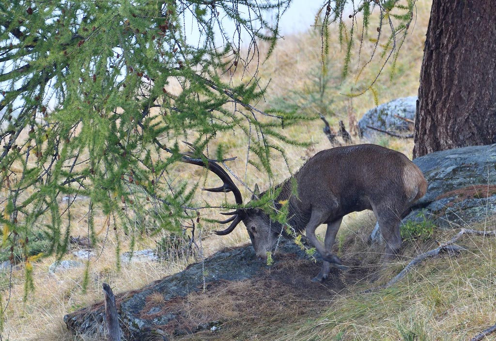 DSC_6384.jpg