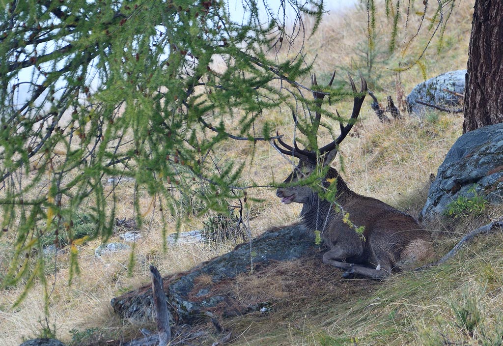 DSC_6385.jpg