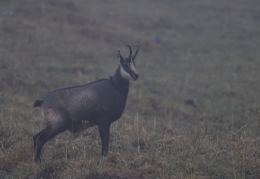 DS5_3365.jpg