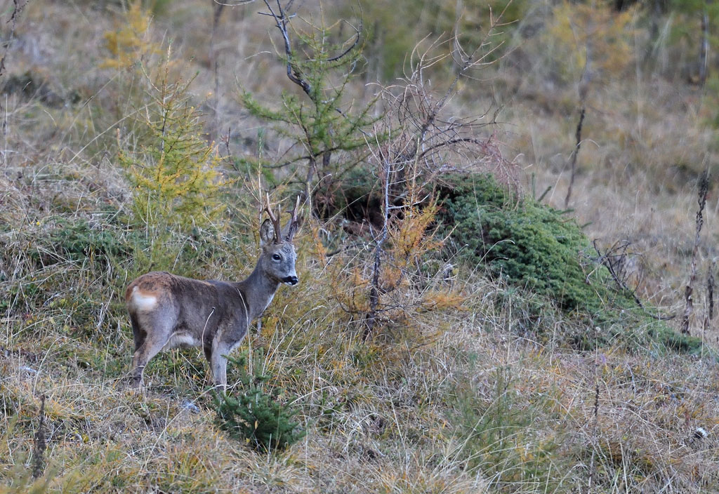 DS5_3384.jpg