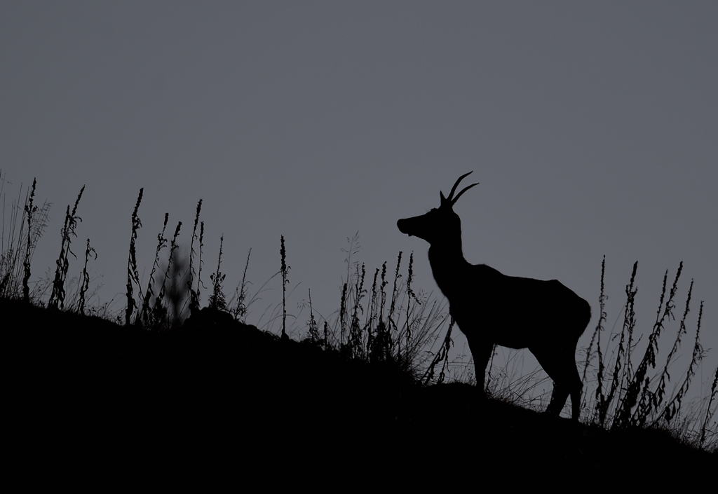 DS5_3393.jpg