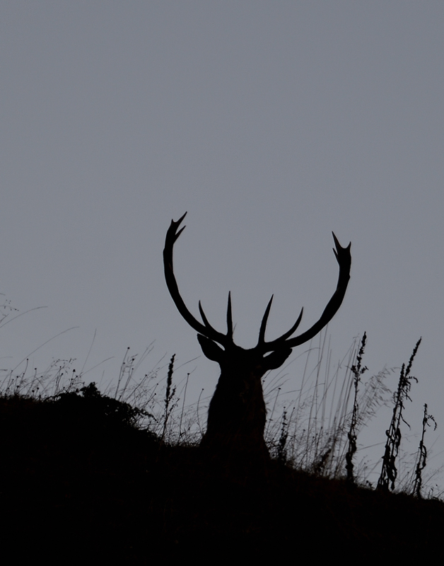 DS5_3395.jpg
