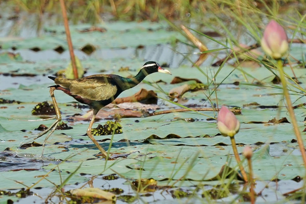218-Jacana bronzé -Pak phli.JPG