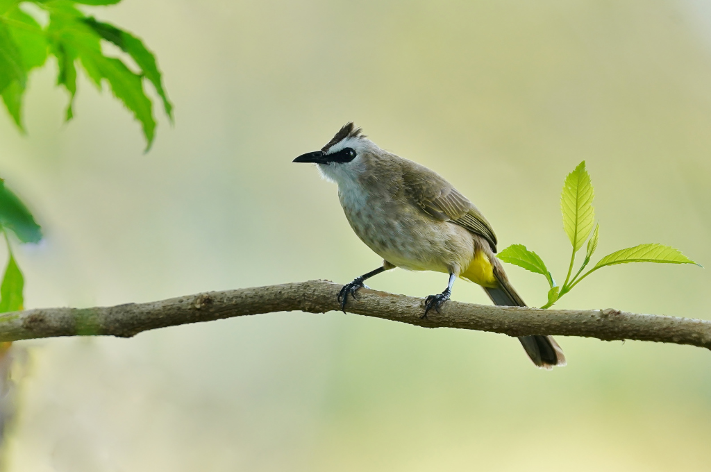 224-Bulbul goiavier - pak.JPG